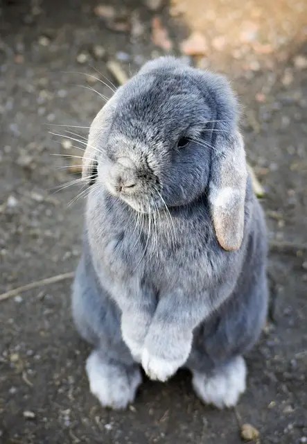 Lop rabbit breed