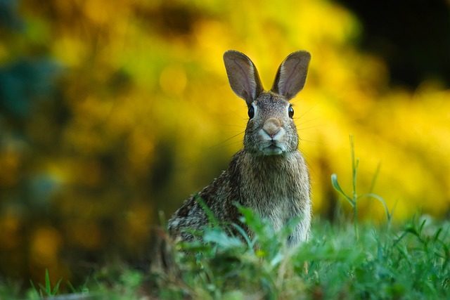 Adult rabbits