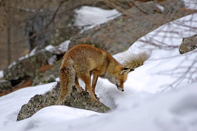 Fox rabbit predator hunting