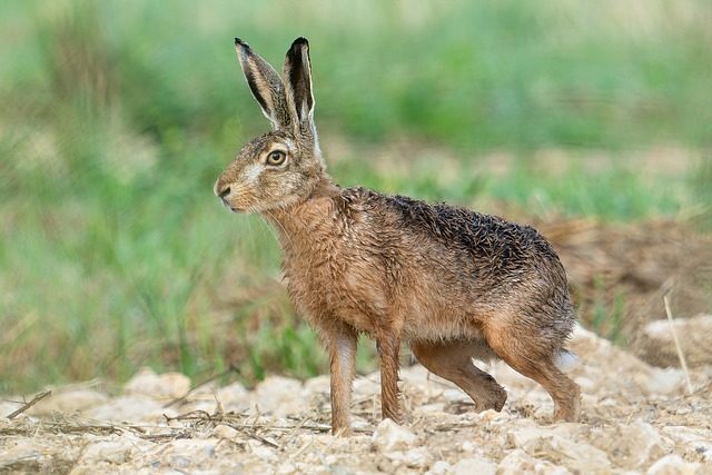 Rabbit on guard