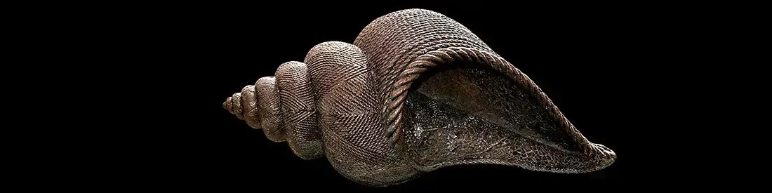 Conch shell