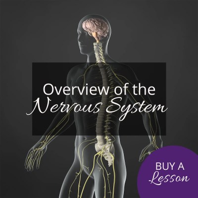 Overview of the Nervous System