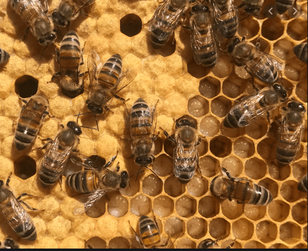 Pacific coast hwy / janet ln. A Day Into A Bee Keepers Job Racing Pasion Bee Removal And Pest Control