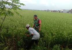 Bersama Petani Babinsa Pantau Perkembangan Tanam Padi