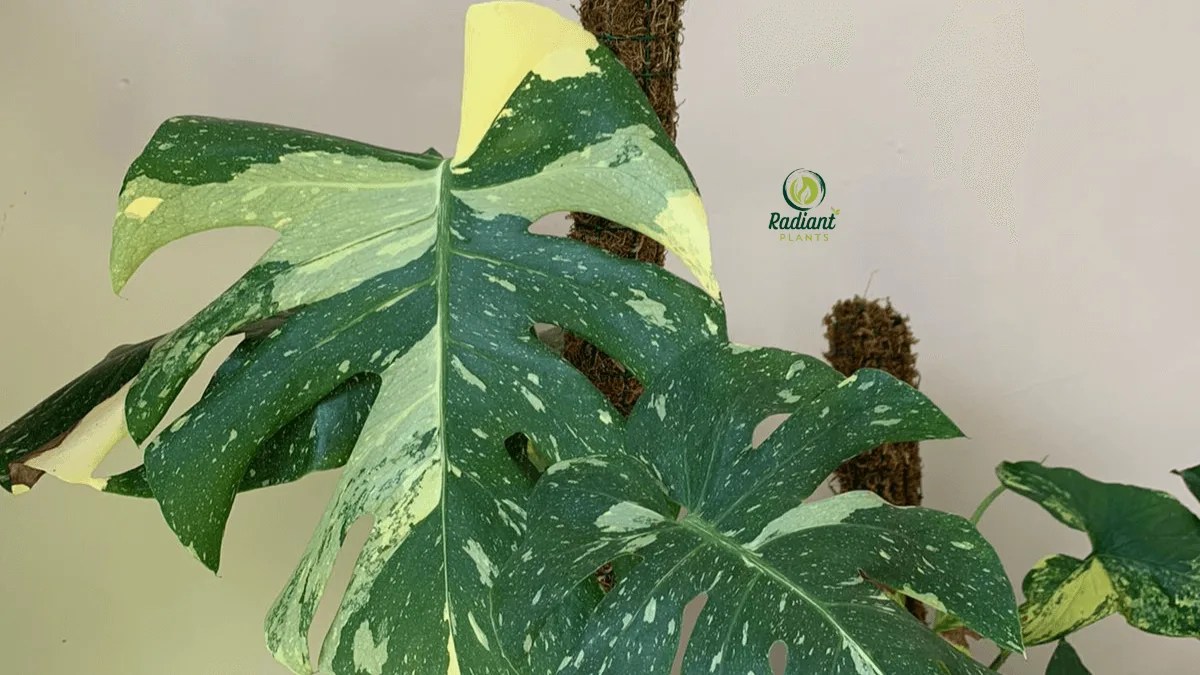 Variegated Albo Monstera Plant