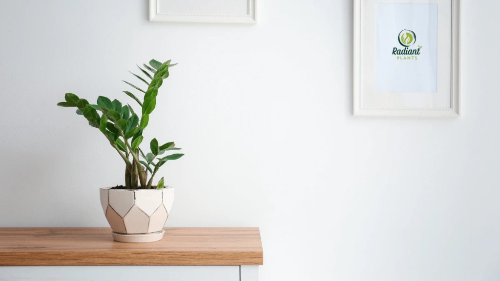 ZZ Plant Care with step-by-step propagation using leaf cuttings