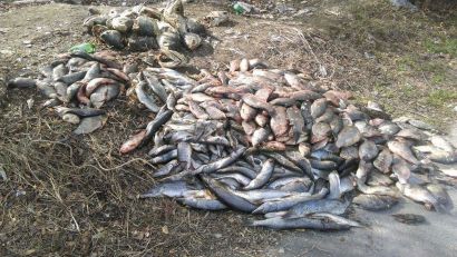 CONSTANȚA: Poliția Locală a găsit aproximativ 120 de kilograme de resturi de pește aruncate pe spațiul verde