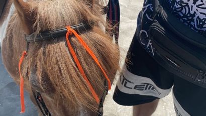 Povestea se repetă. Alți trei ponei plimbați pe plajă pentru a fi fotografiați de turiști