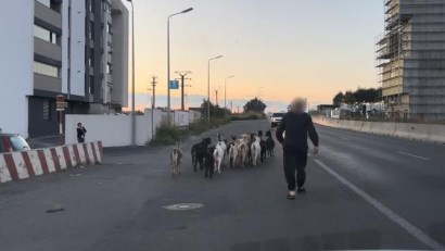 CONSTANȚA: Bărbatul care își plimba caprele prin oraș a fost amendat