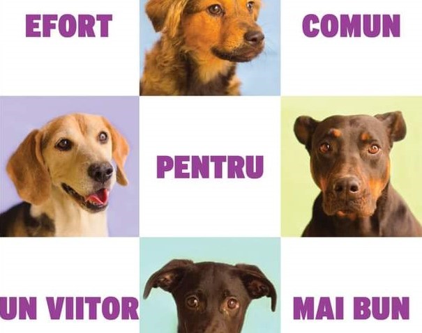 CONSTANȚA: Cel mai mare eveniment al toamnei, dedicat iubitorilor de animale, are loc joi, în Parcul Tăbăcărie CONSTANȚA: Cel mai mare eveniment al toamnei, dedicat iubitorilor de animale, are loc joi, în Parcul Tăbăcărie