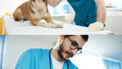 Microciparea este obligatorie în cazul câinilor cu stăpân