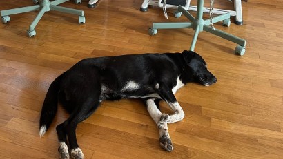Ziua Mondială a Animalelor i-a adus cadou lui Bumpy o familie!
