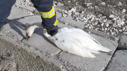 CONSTANȚA/FOTO: O lebădă blocată între stânci a fost salvată de pompierii ISU