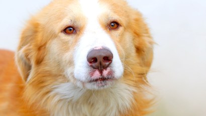 CONSTANȚA: Atenție la animalele de companie în perioada sărbătorilor!