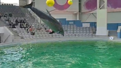 VIDEO: Prima reprezentație la care participa puiul de delfin Baby, născut pe 8 martie