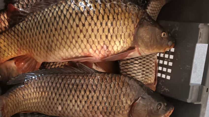 Județul CONSTANȚA: Braconier prins cu aproape 30 de kilograme de crap și plase monofilament, la Dunăreni