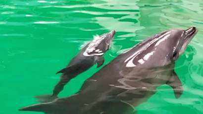 Se redeschide Delfinariul din Constanța