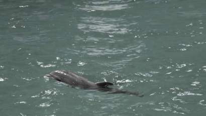 Baby, puiul de delfin de la Delfinariul din Constanţa, a murit