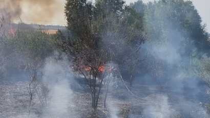 TULCEA: Incendiu în Deltă, la o cultură agricolă, cu risc de extindere la pădurea din zona Chilia Veche