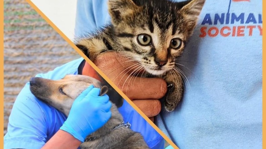 Constănțenii își pot steriliza GRATUIT cățeii și pisicile de rasă comună pe care le dețin