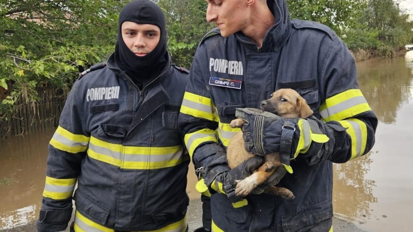 GALAȚI: O persoană dispărută în urma viiturilor a fost găsită teafără. Pompierii au salvat și un cățel dintr-o casă inundată