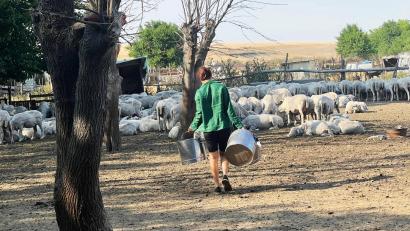 Crescătorii de oi din Dobrogea, afectați de seceta prelungită