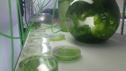 INCDM „Grigore Antipa” a inaugurat un nou laborator pentru testarea tehnologiilor de creștere a algelor marine