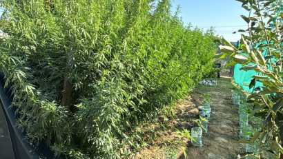TULCEA: Peste 60 de kilograme de canabis, descoperite de polițiști