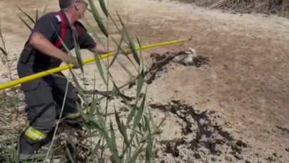 Un ied a fost salvat de pompierii de la Stația Midia