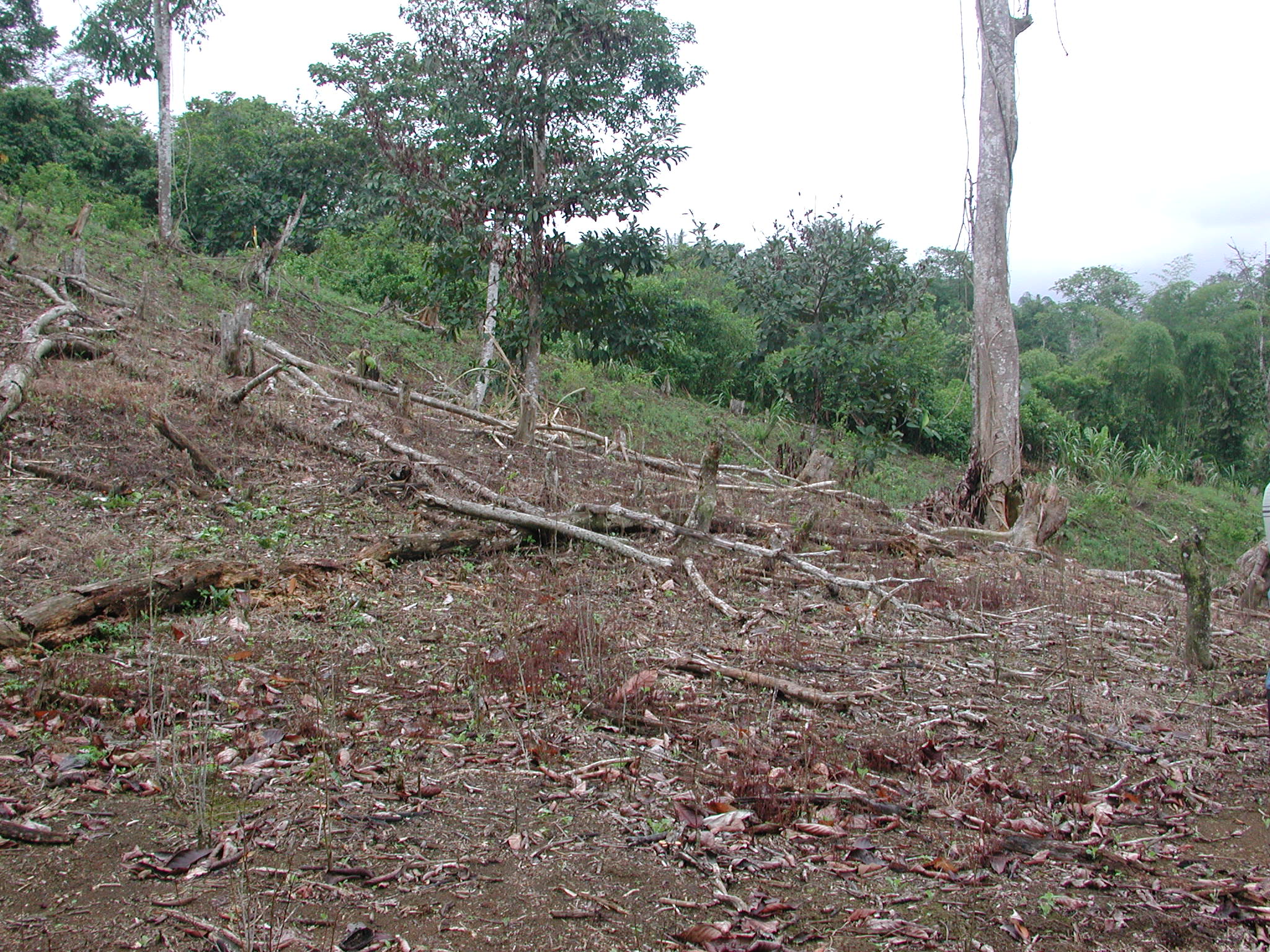 Coca field in the Tumaco region that has been sprayed with herbicides