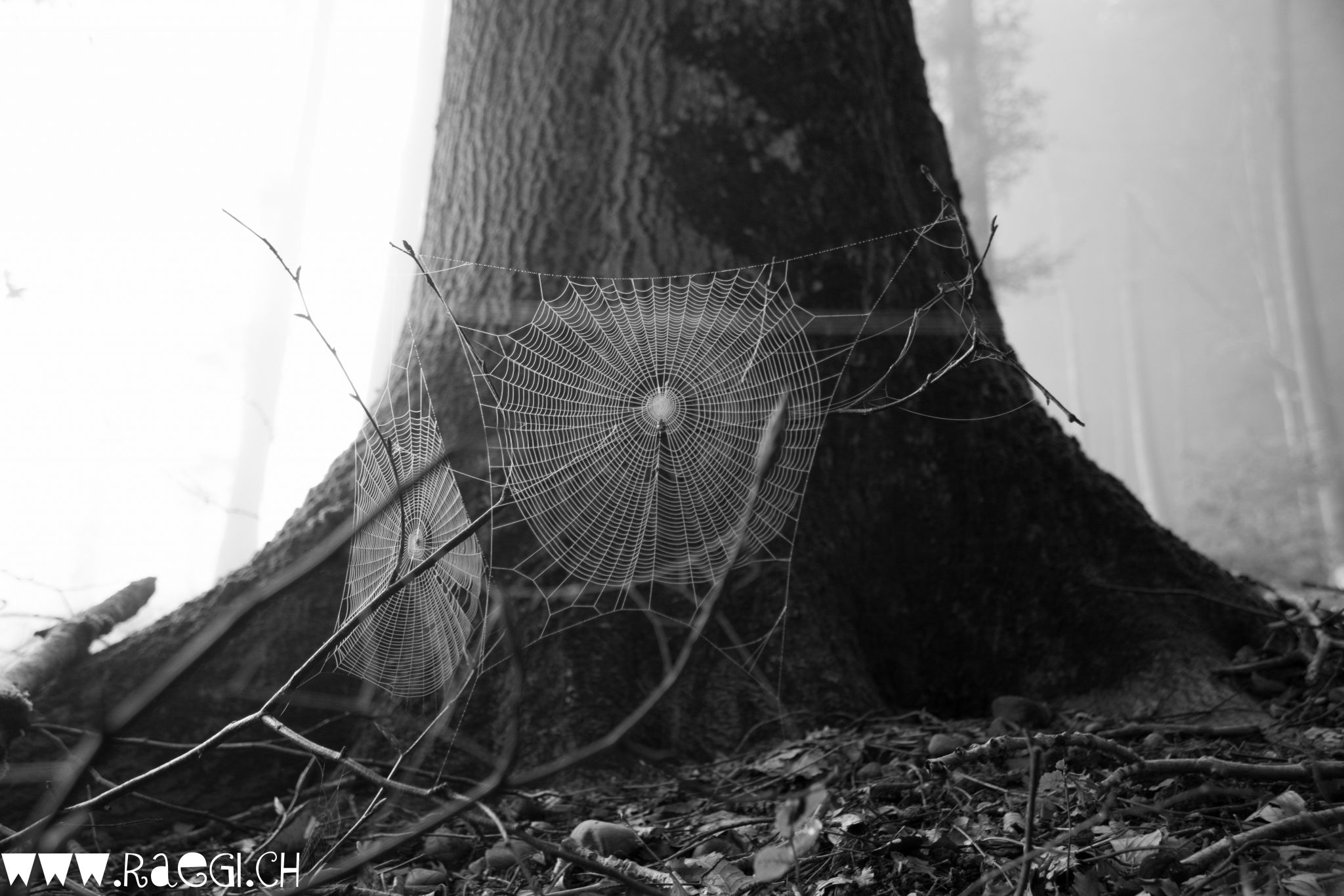 Spinnennetz im Nebligen Wald