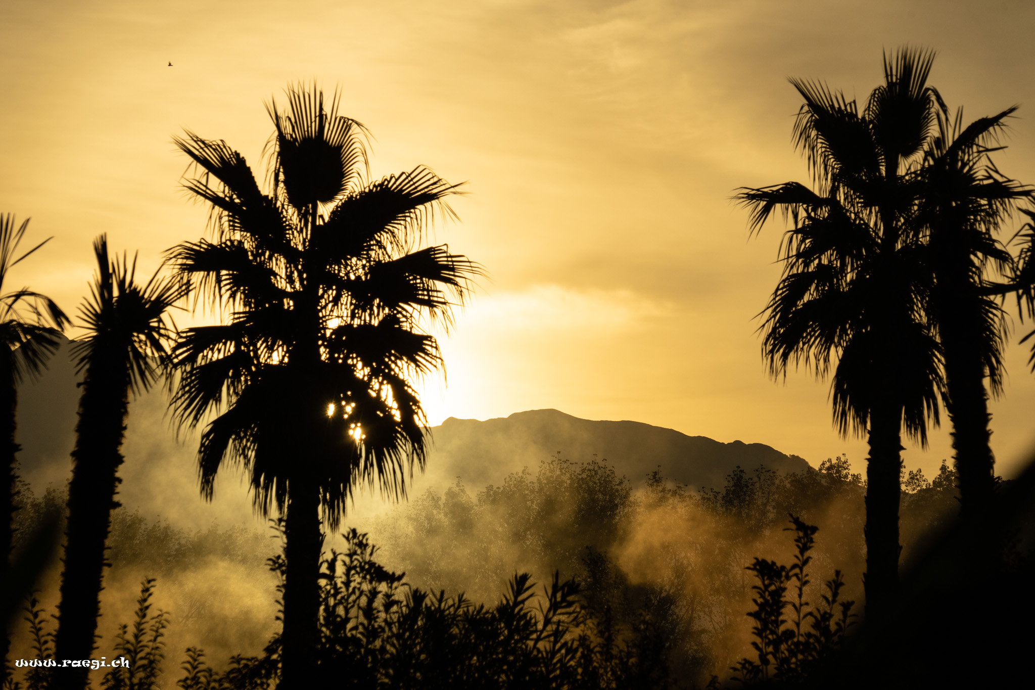 Palms