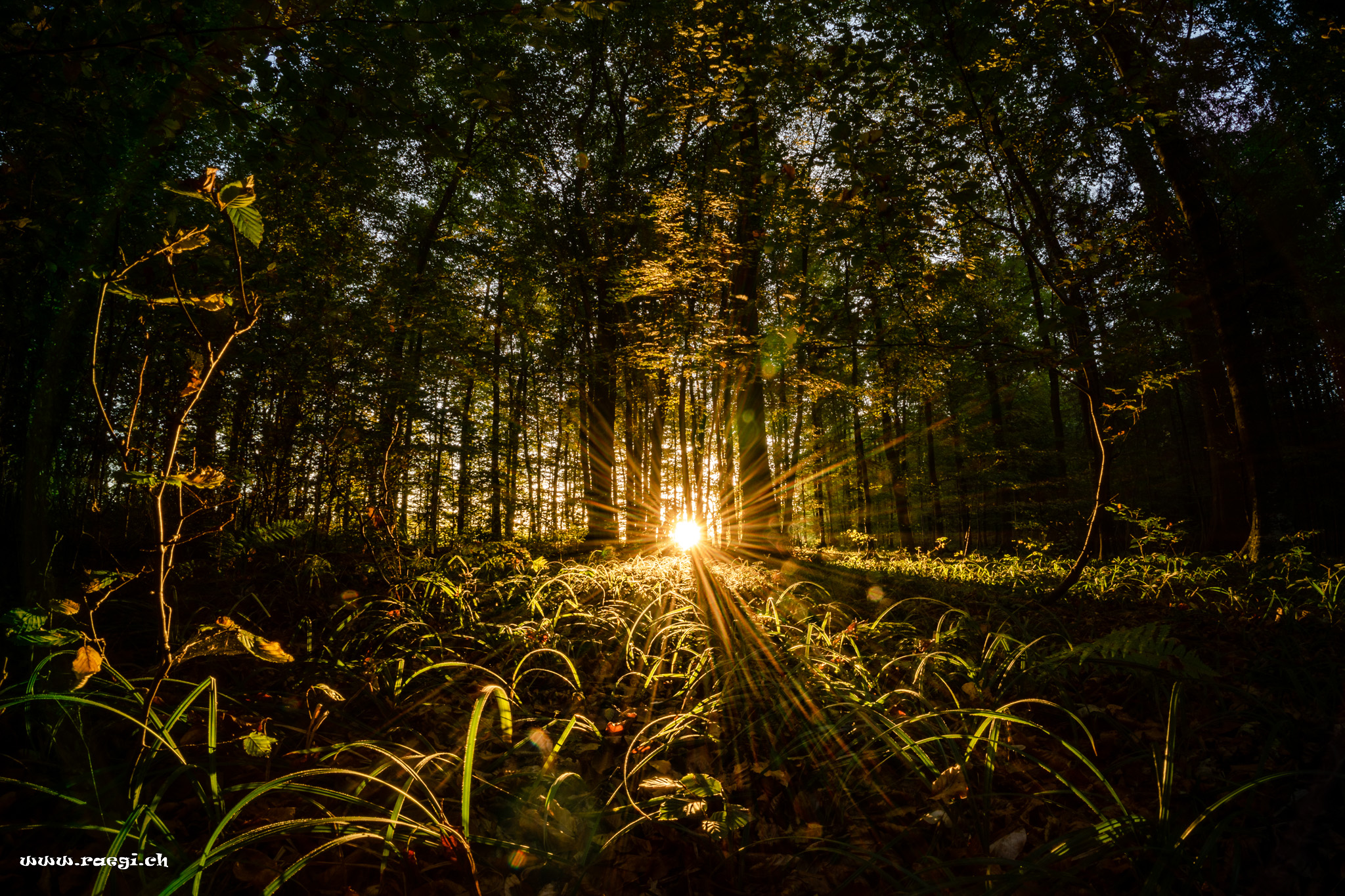 Sonne