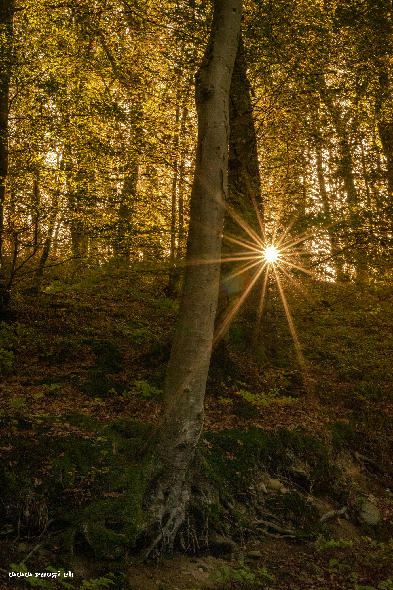 Herbstsonne