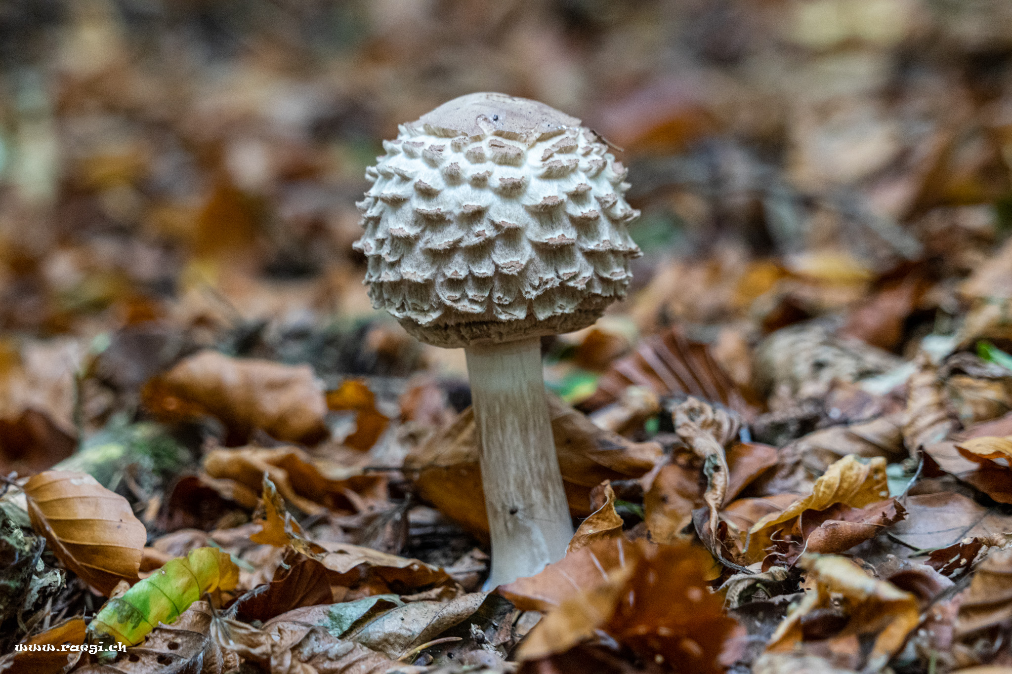 Pilz