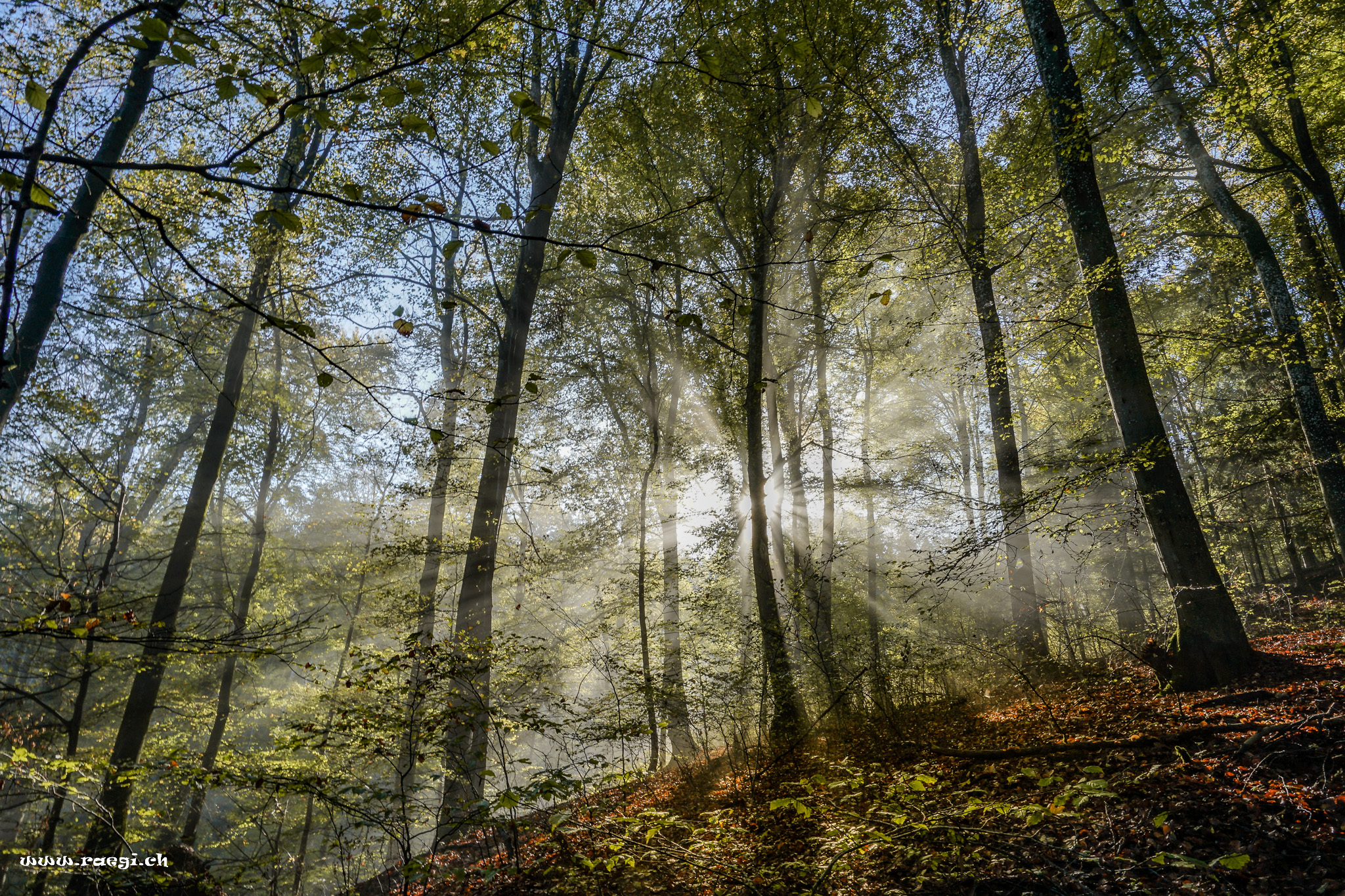 Herbstwald