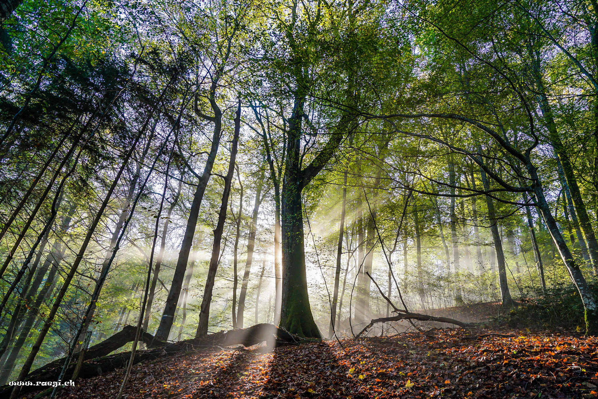 Herbstwald