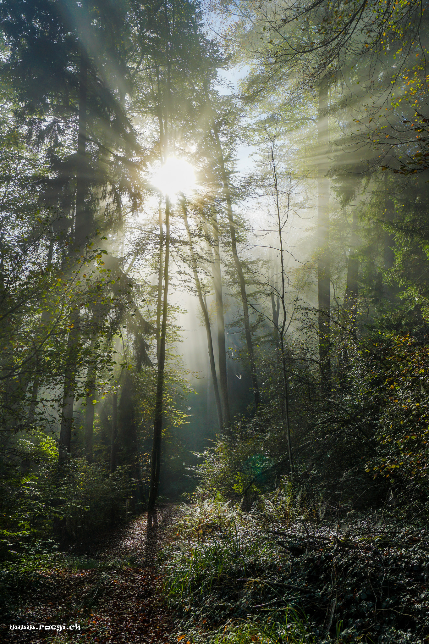 Sonnenstrahlen im Nebel