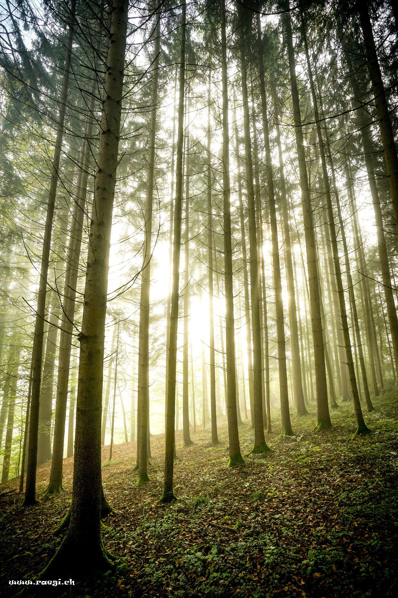 Herbstwald