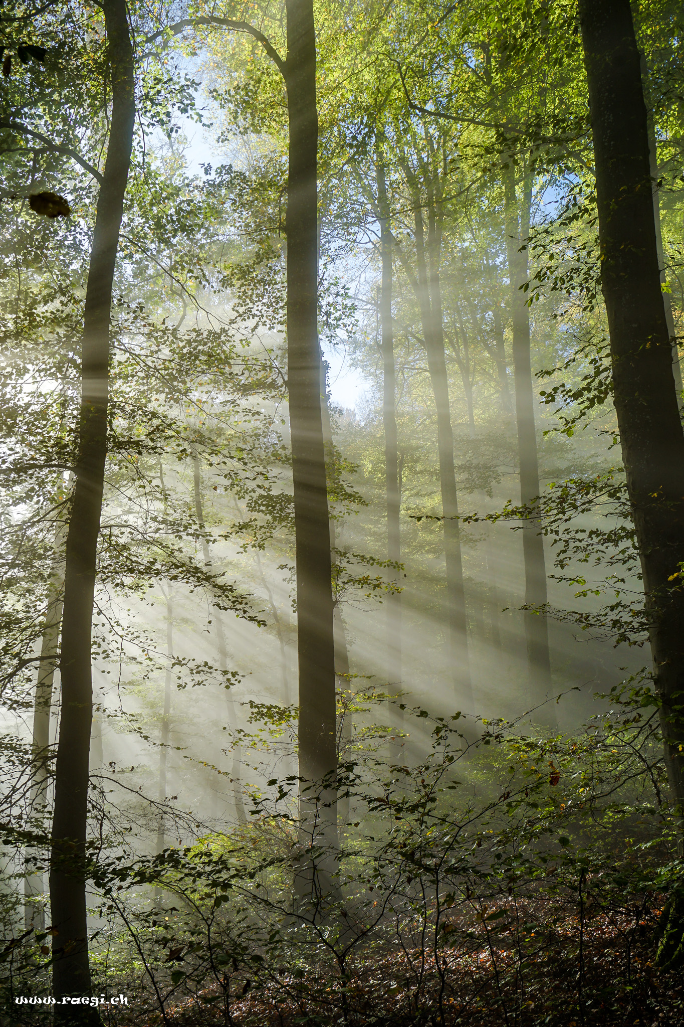 Sonnenstrahlen
