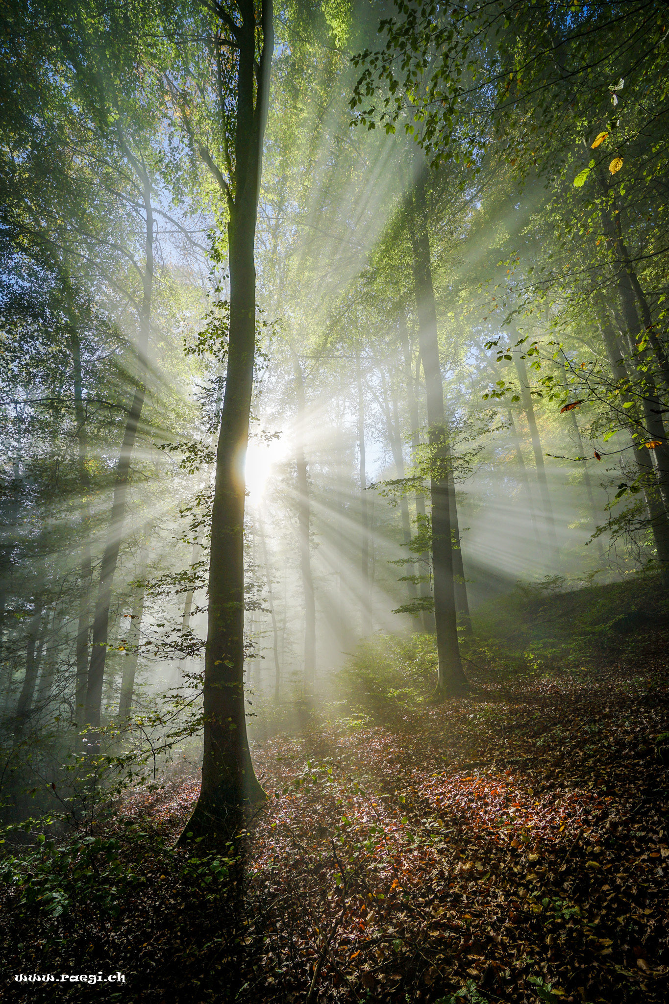 Sonnenstrahlen