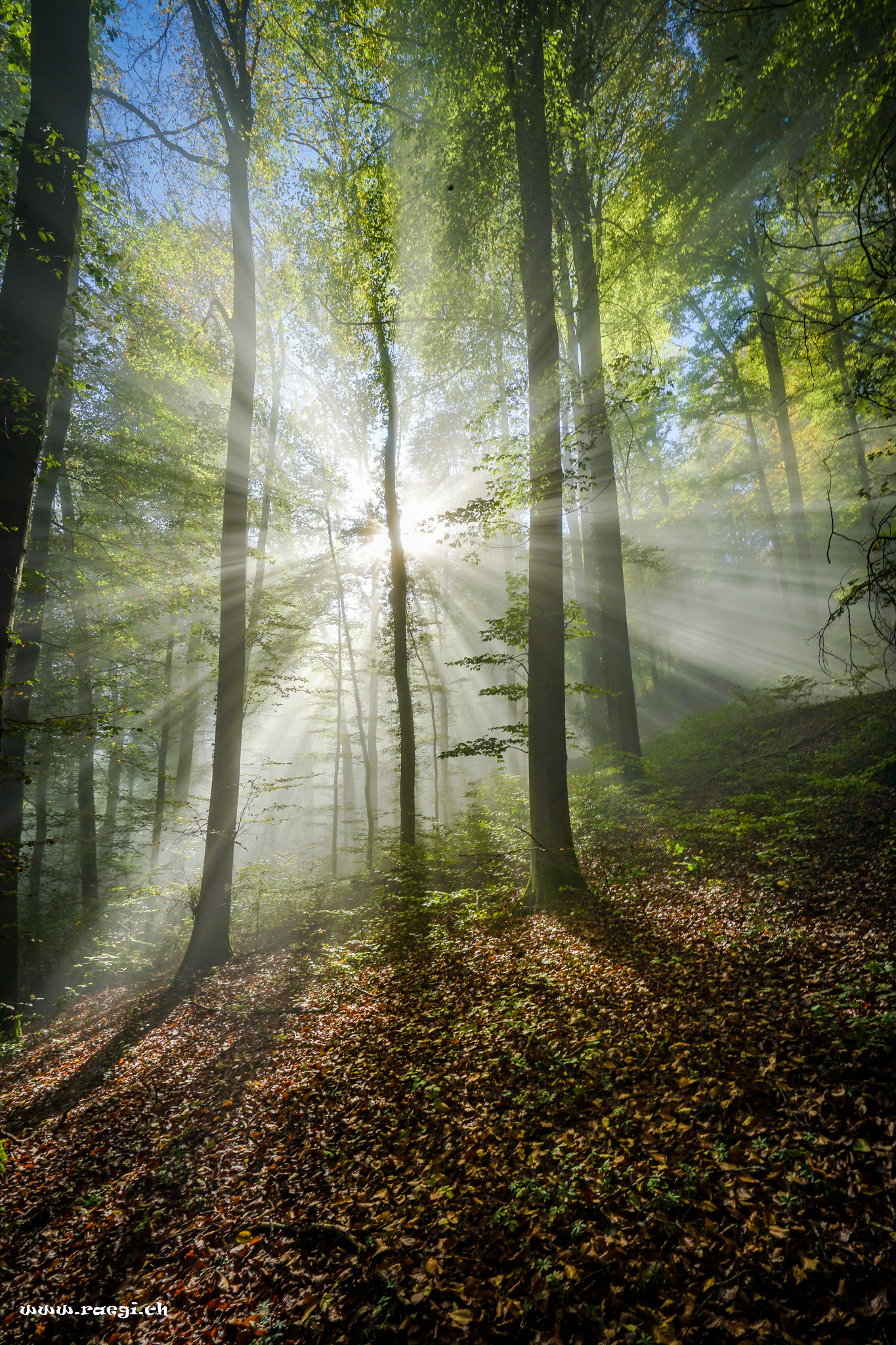 Sonnenstrahlen