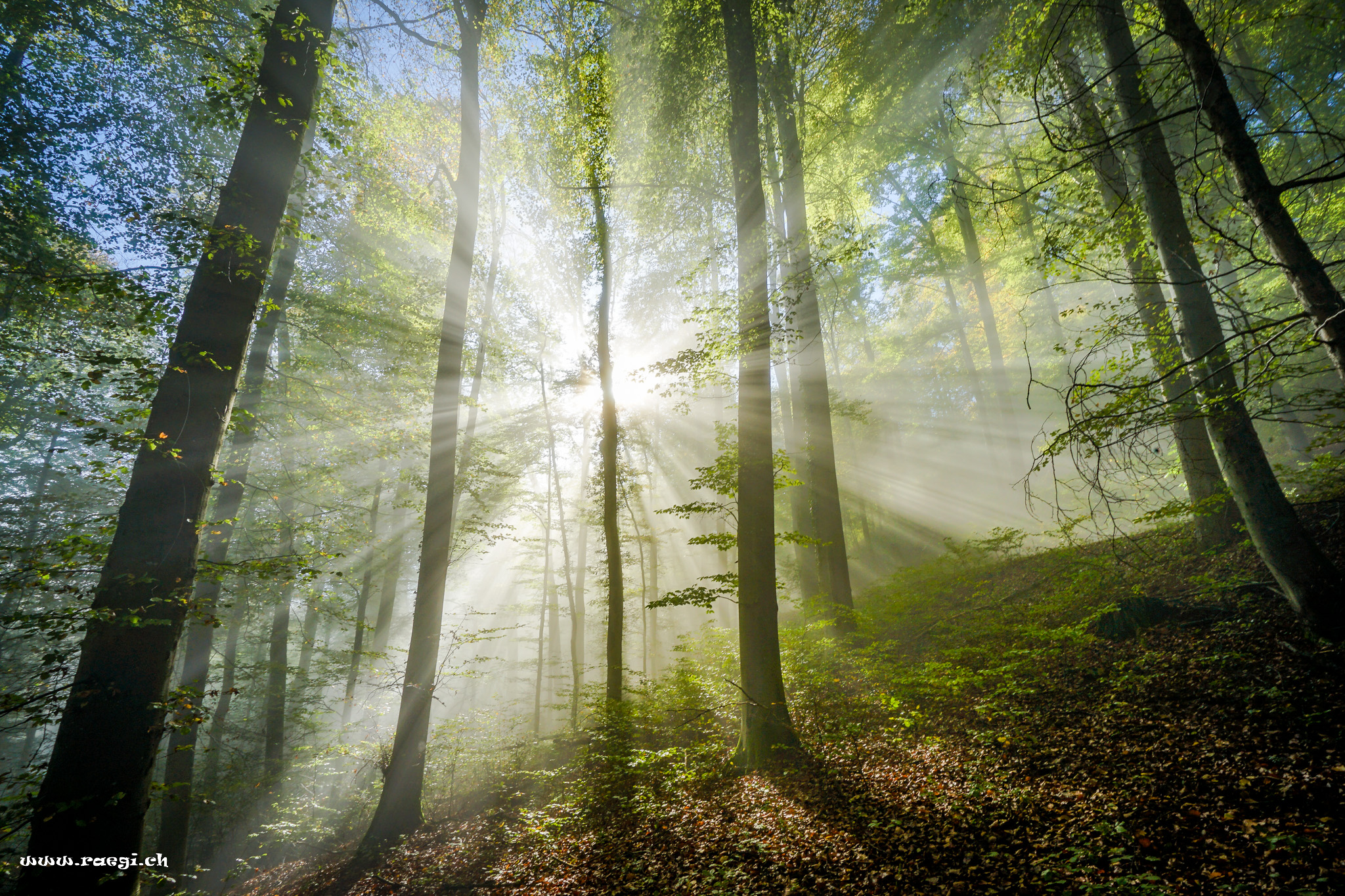 Sonnenstrahlen