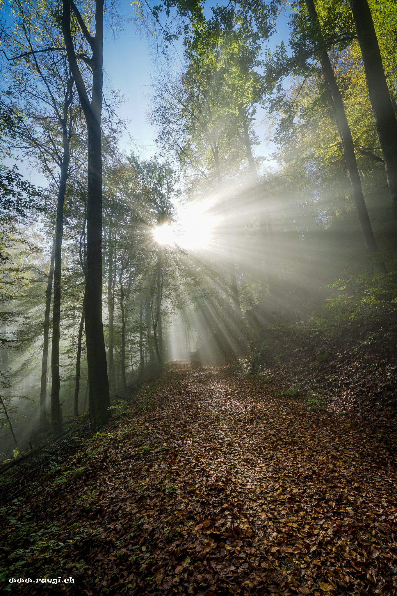Sonnendurchflutender Wald