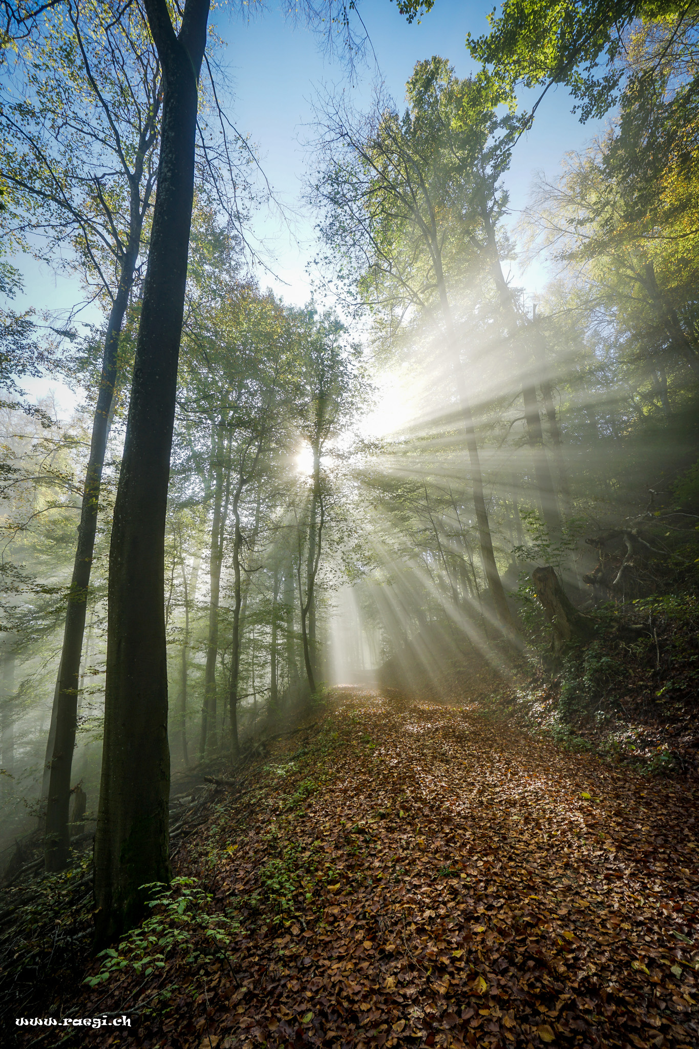 Herbstwald