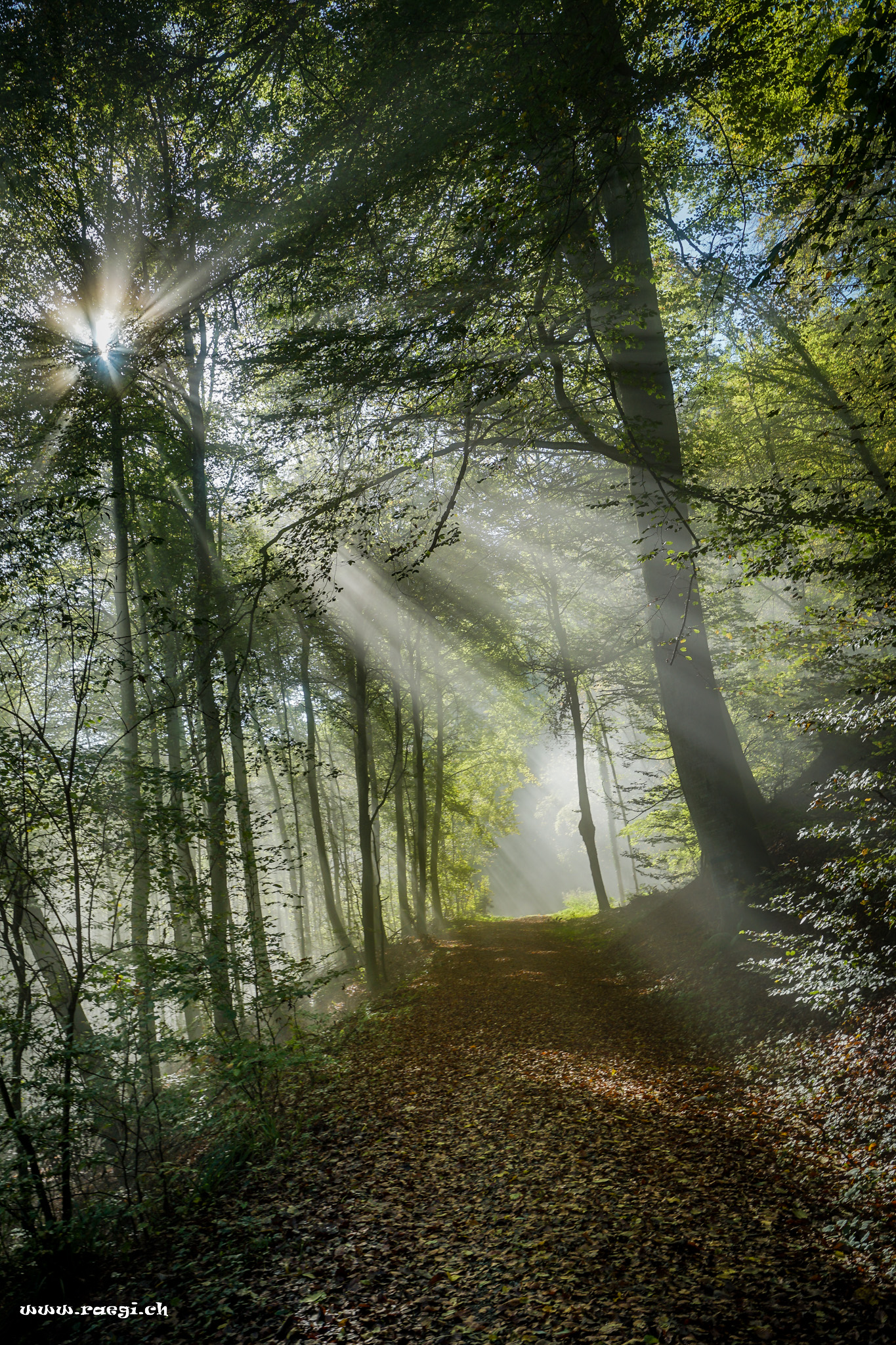 Herbstwald