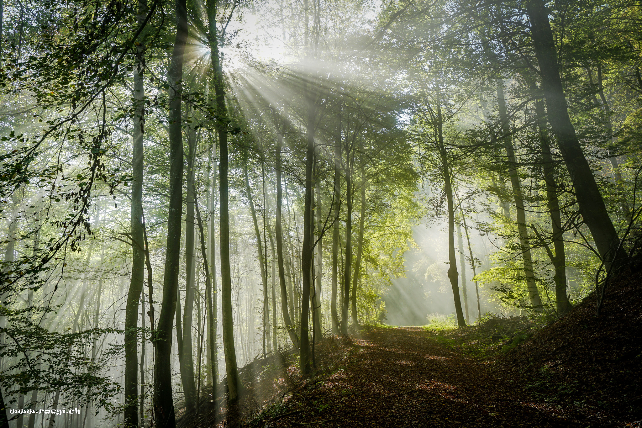Herbstwald