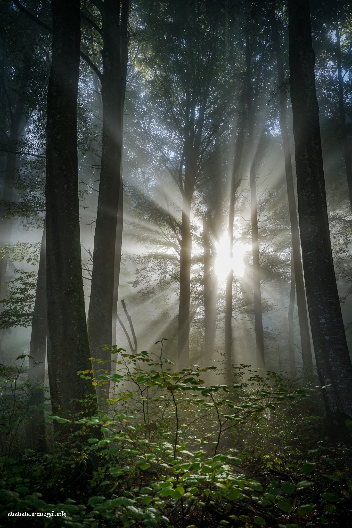 Sonnenstrahlen im Nebel