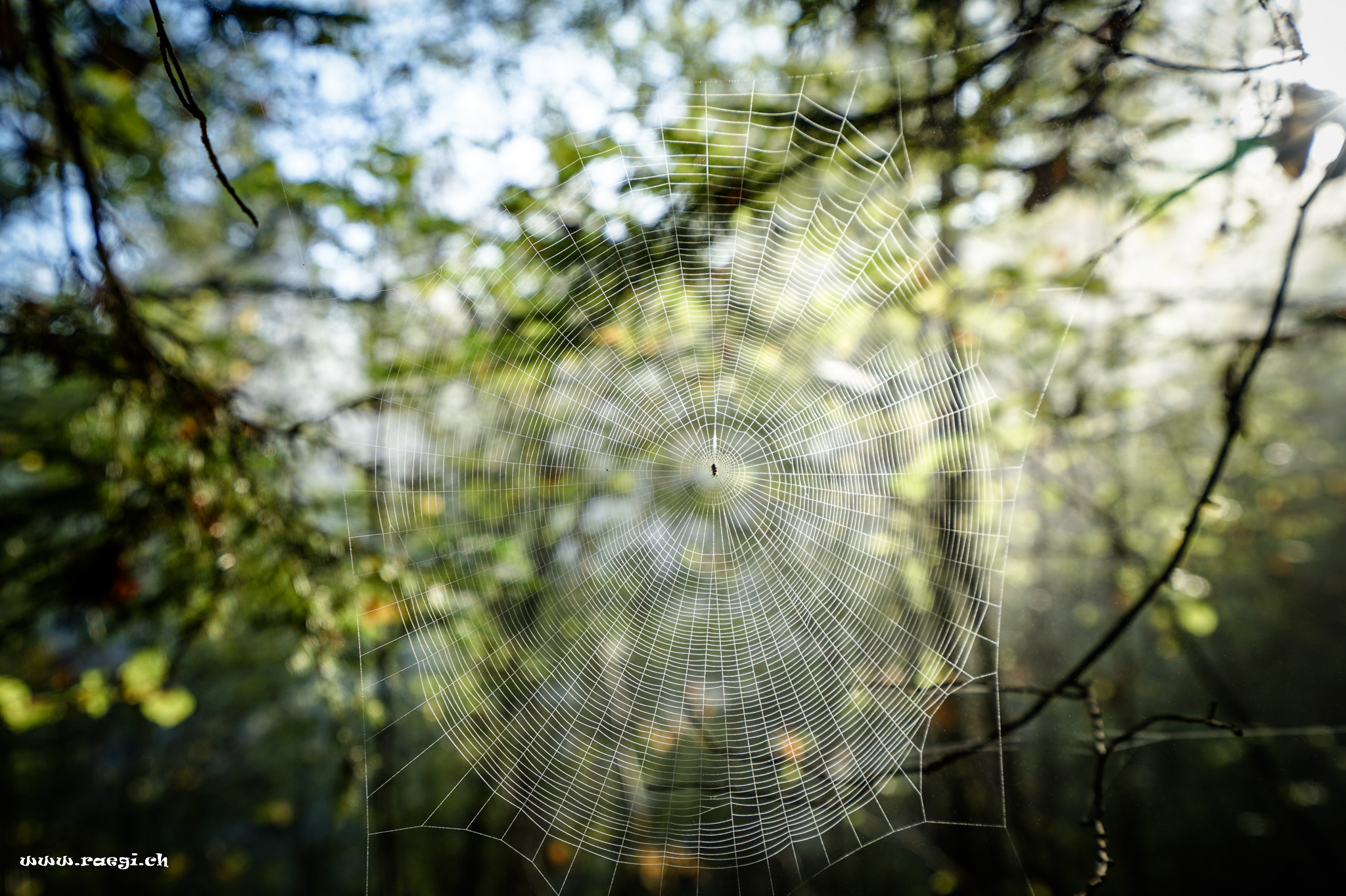 Spinnennetz