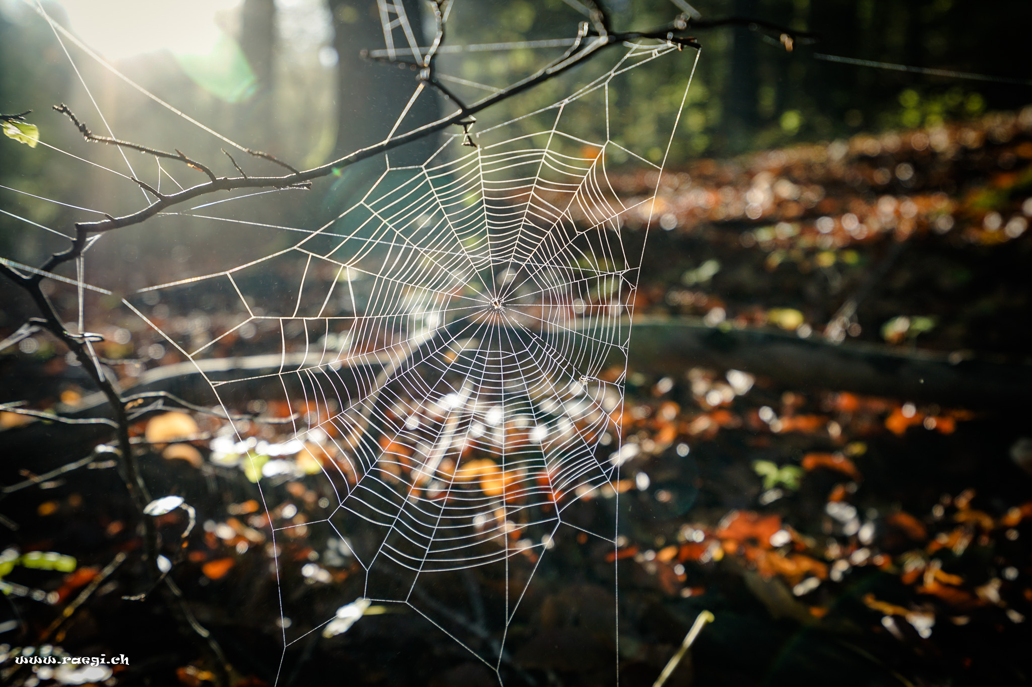 Spidernet